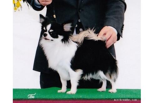 販売中のチワワ(ロングコート)の親犬