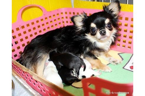 販売中のチワワ(ロングコート)の親犬