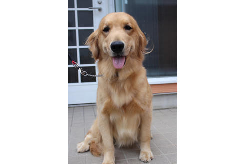 販売中のゴールデンレトリーバーの親犬