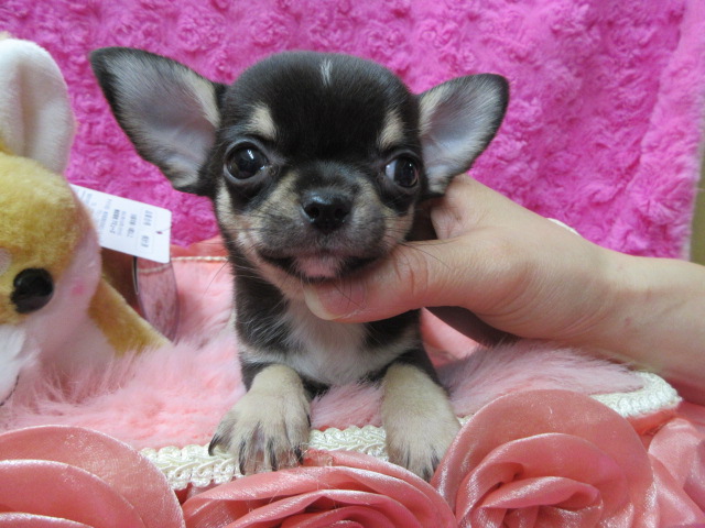 ♂チワワ(スムースコート)