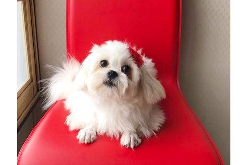 販売中のマルプー:マルチーズ×トイプードルの親犬