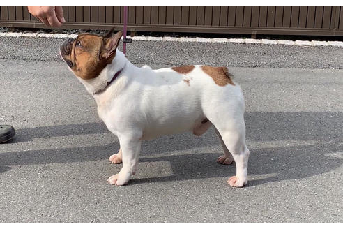 販売中のフレンチブルドッグの親犬