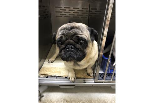 販売中のパグの親犬
