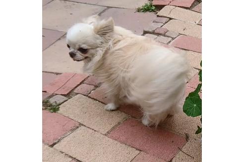販売中のチワワ(ロングコート)の親犬