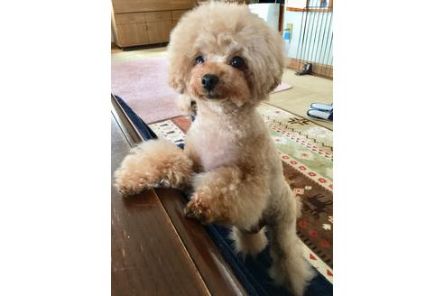 販売中のティーカッププードルの親犬