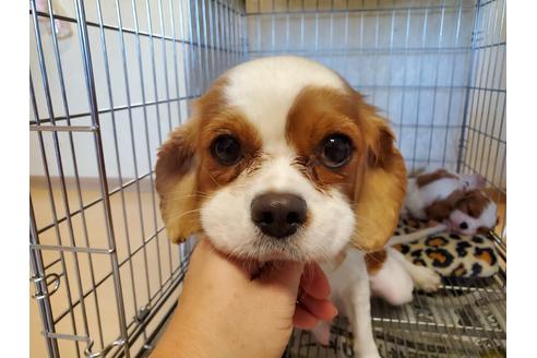 販売中のキャバリアキングチャールズスパニエルの親犬