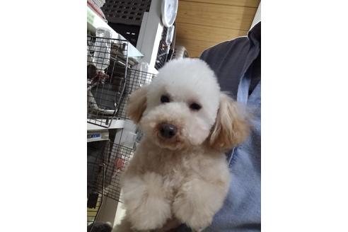販売中のポメプー:ポメラニアン×トイプードルの親犬
