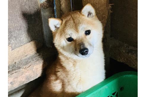 販売中の豆柴の親犬