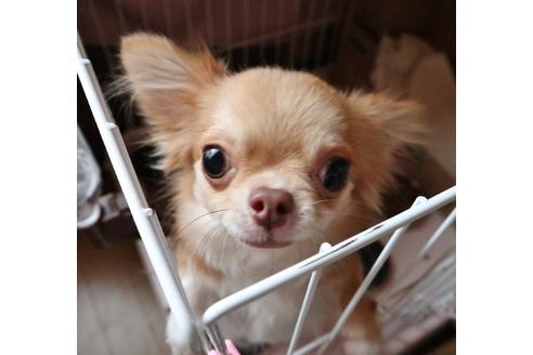販売中のチワワ(ロングコート)の親犬