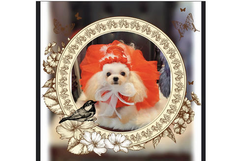 丹澤裕之 ブリーダープロフィール画像
