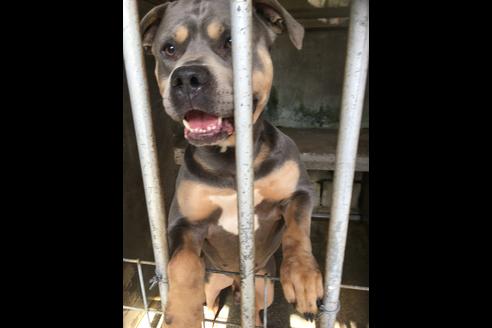 販売中のアメリカンピットブルテリアの親犬