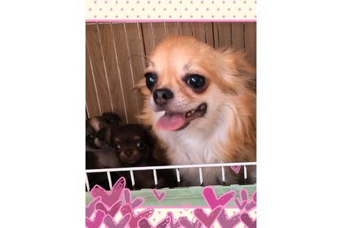 販売中のチワワ(ロングコート)の親犬