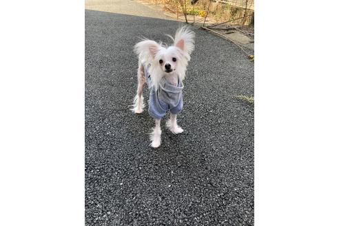 佐賀県のチャイニーズクレステッドドッグ 男の子 19 11 30生まれ パウダーパフ ホワイト タン 子犬id ブリーダーナビ
