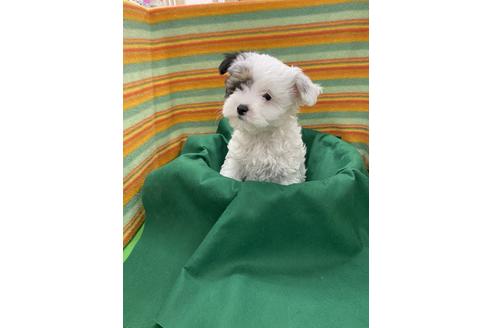 佐賀県のチャイニーズクレステッドドッグ 男の子 19 11 30生まれ パウダーパフ ホワイト タン 子犬id ブリーダーナビ