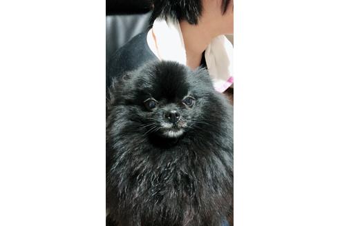 販売中のポメラニアンの親犬