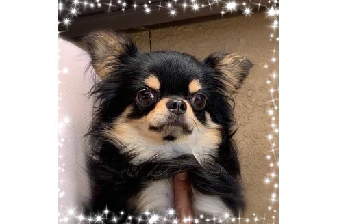 販売中のチワワ(ロングコート)の親犬