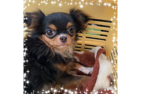 販売中のチワワ(ロングコート)の親犬