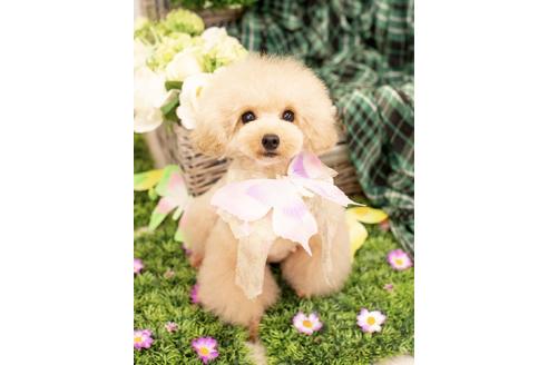 販売中のタイニープードルの親犬