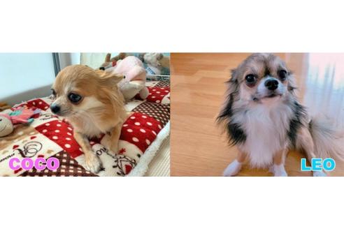 販売中のチワワ(ロングコート)の親犬