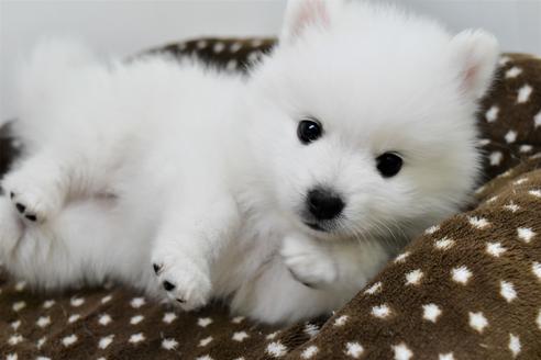 千葉県の日本スピッツ 男の子 01 12生まれ ホワイト 子犬id 044 ブリーダーナビ