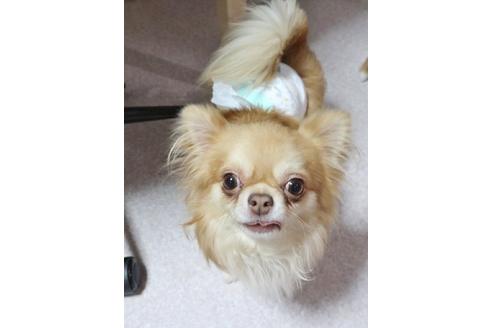 販売中のチワワ(ロングコート)の親犬