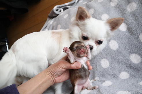 販売中のチワワ(ロングコート)の親犬