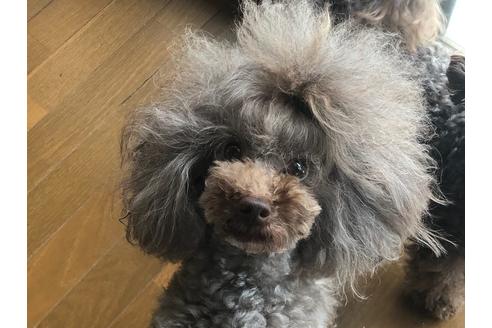 販売中のトイプードルの親犬