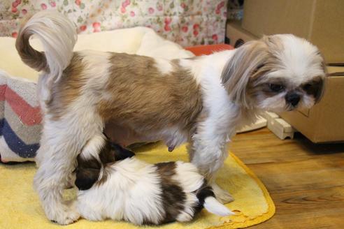 販売中のシーズーの親犬