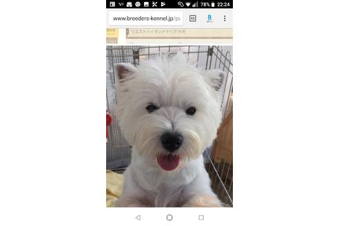 販売中のウエストハイランドホワイトテリア(ウエスティ)の親犬