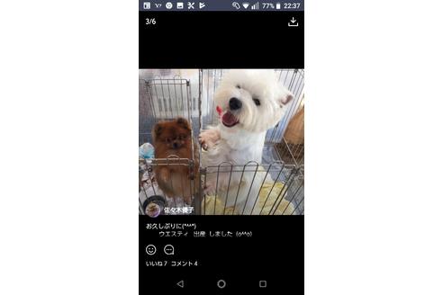 販売中のウエストハイランドホワイトテリア(ウエスティ)の親犬