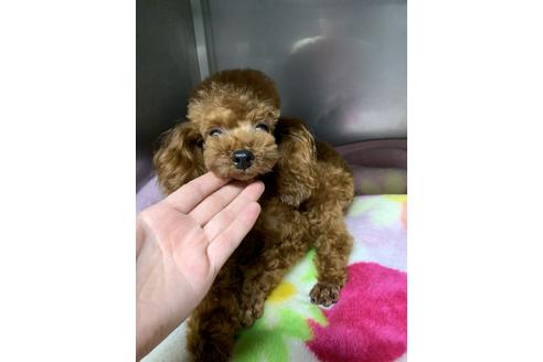 販売中のティーカッププードルの親犬