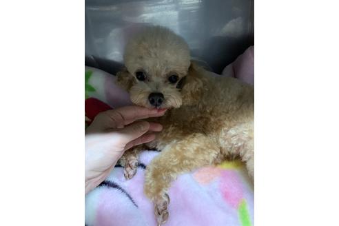 販売中のティーカッププードルの親犬
