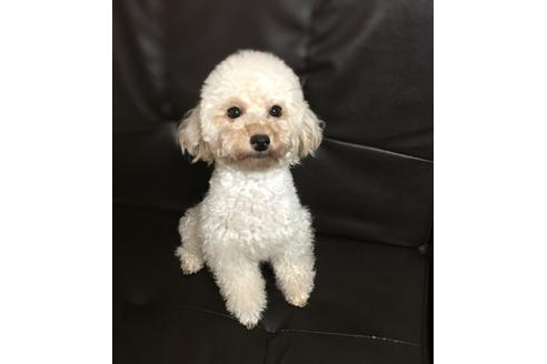 販売中のタイニープードルの親犬