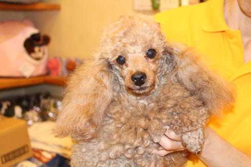 販売中のトイプードルの親犬