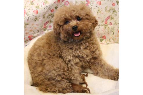 販売中のトイプードルの親犬