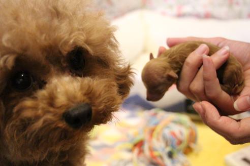 販売中のトイプードルの親犬