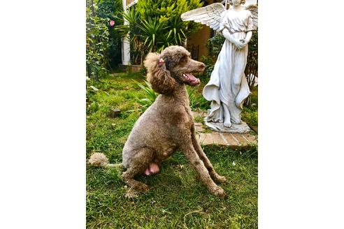 販売中のスタンダードプードルの親犬