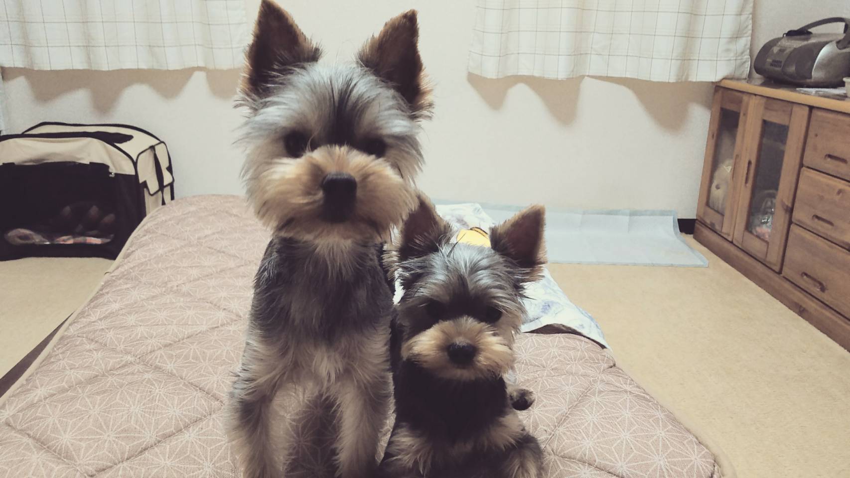 吉村ブリーダー