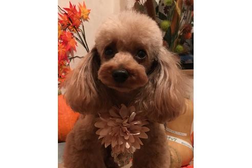 販売中のタイニープードルの親犬