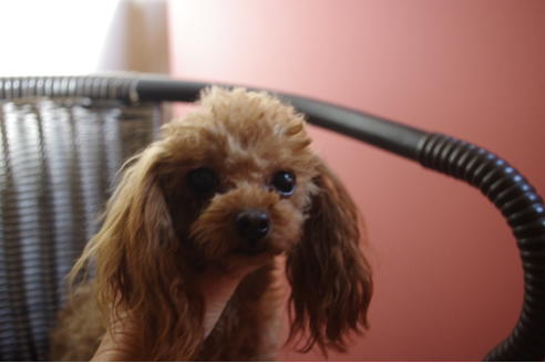 販売中のタイニープードルの親犬