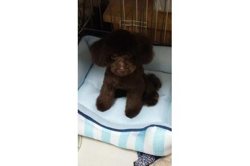 販売中のティーカッププードルの親犬