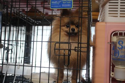 販売中のポメラニアンの親犬