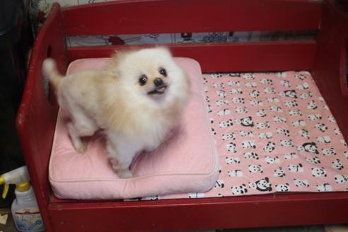 販売中のポメラニアンの親犬