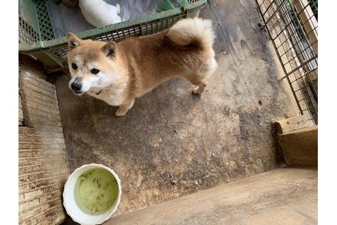 販売中の豆柴の母親