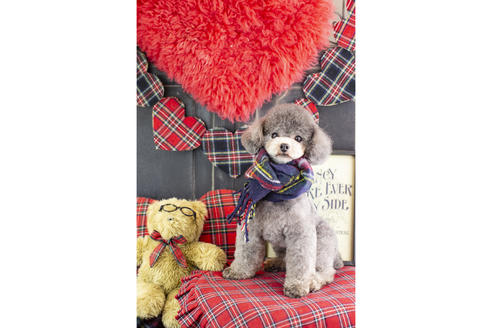 販売中のティーカッププードルの親犬