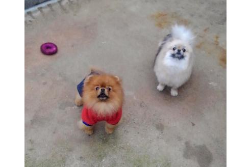 販売中のポメラニアンの親犬
