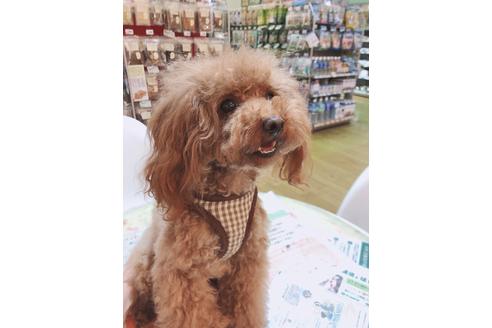 販売中のタイニープードルの親犬