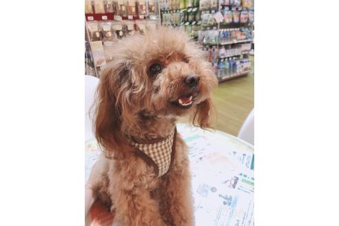 販売中のタイニープードルの親犬