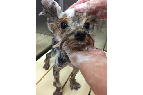 販売中のヨークシャーテリアの親犬