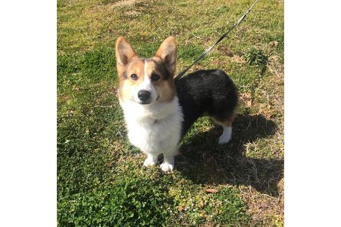 販売中のウェルシュコーギーペンブロークの親犬